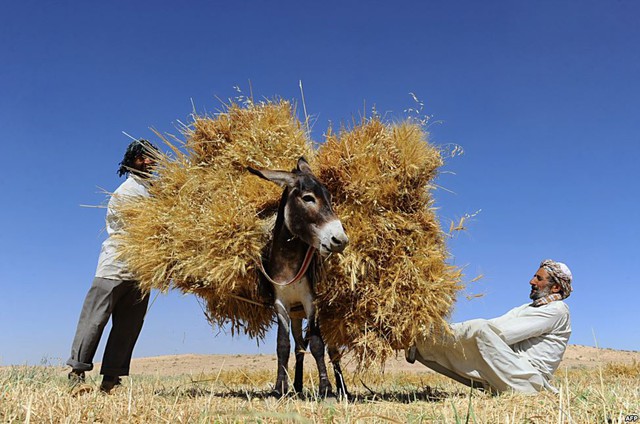 Nông dân xếp lúa mì lên lưng lừa trên cánh đồng ở ngoại ô Herat, Afghanistan.