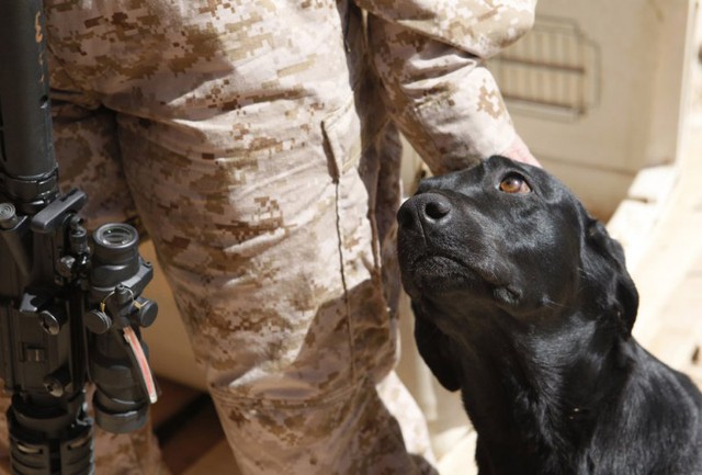 Những chú chó còn là điểm tựa giúp mỗi người lính vượt qua áp lực trên chiến trường...