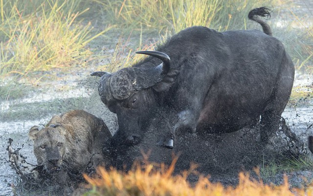 Nhiếp ảnh gia Ben Cranke may mắn chụp được cảnh tượng trâu rừng quyết chiến với một con sư tử đói dưới đầm lầy ở vùng đồng bằng Okavango, Botswana.