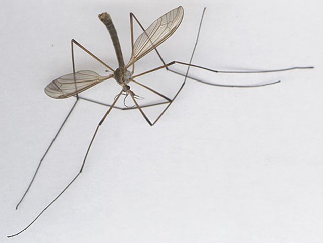 Ruồi Tipula Paludóa có hình dạng giống y hệt như muỗi.