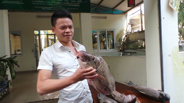 Loại cá quý hiếm vừa về đến Hà Nội