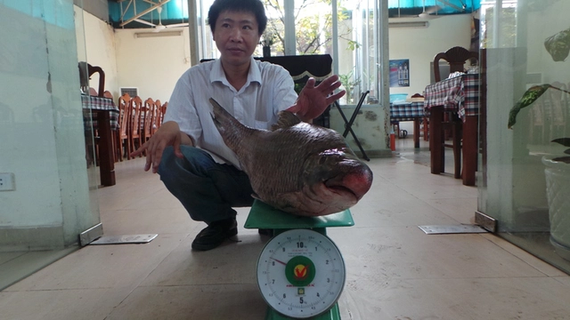 Con cá Anh Vũ trên có trọng lượng hơn 8kg.