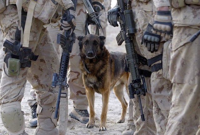 Một chú chó dò thuốc nổ thuộc biên chế quân đội Canada tại tỉnh Kandahar miền Nam Afghanistan.