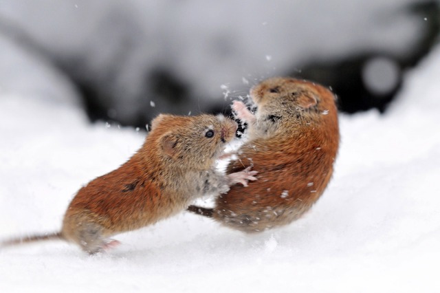 Chuột đồng đánh nhau tranh giành nơi làm tổ trên hòn đảo Hokkaido, Nhật Bản.