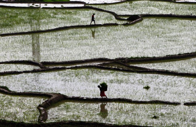 Nông dân cõng mạ non đi cấy trên cánh đồng ở Chunnikhel, Katmandu, Nepal.