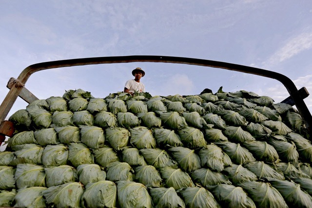 Công nhân đứng trên xe tải chở đầy cải bắp tại chợ Thiri Mingalar ở Yangon, Myanmar.