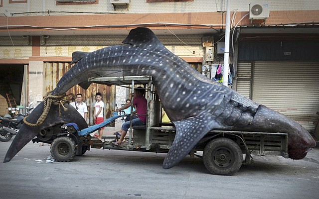 Một ngư dân dùng xe công nông để chở con cá mập voi sau khi nó bị mắc lưới của ngư dân ở tỉnh Phúc Kiến, Trung Quốc. Con cá này được cho dài tới 5m và nặng 2 tấn.