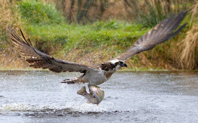 Chim ưng biển cắp một con cá hồi khỏi đầm cá Rothiemurchus  ở Aviemore, Scotland.