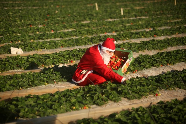 Thanh niên người Palestine mặc trang phục ông già Noel, thu hoạch dâu tây trên cánh đồng ở Dải Gaza.