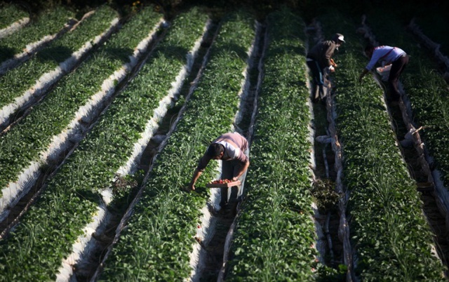 Nông dân Palestine thu hoạch dâu tây trên cánh đồng ở Beit Lahia, Dải Gaza.