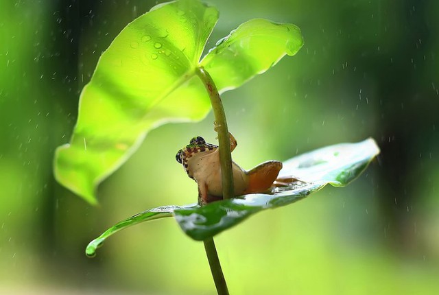 Một con ếch đồng trú mưa dưới lá cây ở Borneo, Indonesia.