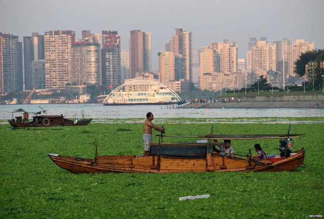 Một gia đình ngư dân chèo thuyền trên đoạn sông phủ đầy bèo ở thành phố Vũ Hán, Trung Quốc.