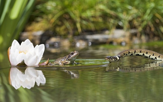 Một con rắn cỏ rình bắt ếch ngồi trên lá súng. Cảnh tượng được nhiếp ảng gia Brian Bevan chụp tại Bedfordshire, Anh.