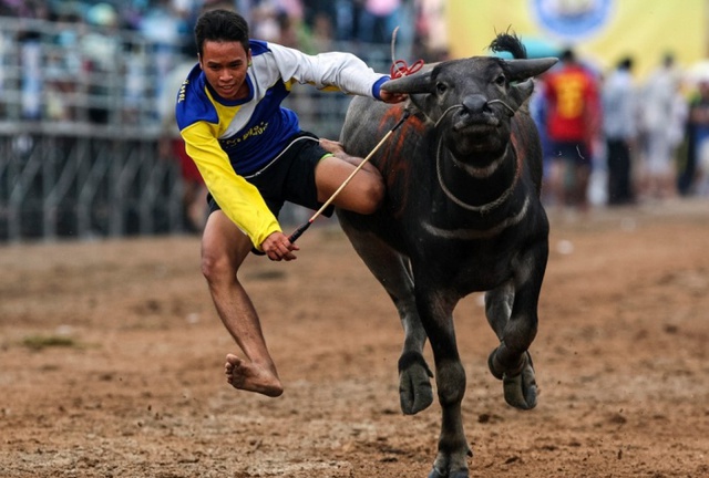 Nam thanh niên ngã khỏi lưng trâu trong lễ hội đua trâu được tổ chức hàng năm ở Chonburi, Thái Lan.