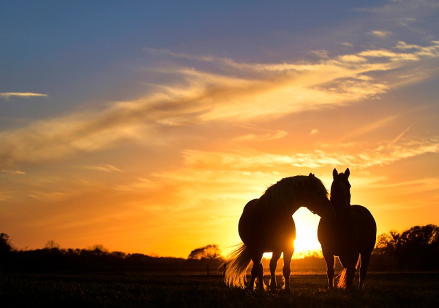 Ngựa âu yếm nhau dưới nắng hoàng hôn ở Elmwood, bang Illinois, Mỹ.