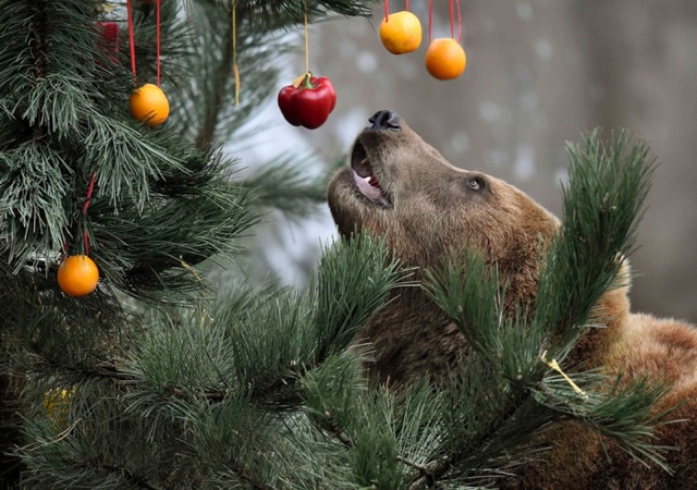 Gấu nấu cố gắng hái trái cây trang trí trên cây thông Giáng sinh tại vườn thú Hagenbeck, Hamburg, Đức.