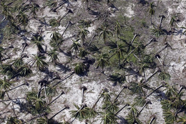 Những cây dừa bị bật gốc nằm ngổn ngang trên mặt đất, sau khi siêu bão Hagupit quét qua một ngôi làng ở Dolores, Đông Samar, Philippines.