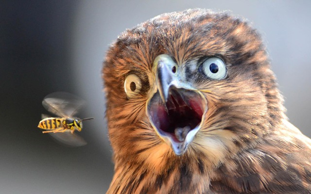 Khoảng khắc một con ong bay qua con chim ưng đang há miệng tại thành phố Seattle, Mỹ.