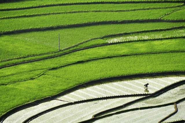 Nông dân cấy lúa trên ruộng bậc thang tại huyện Toại Xuyên, tỉnh Giang Tây, Trung Quốc.