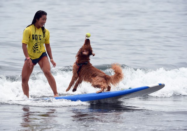 Chó bắt bóng khi cùng cô chủ lướt ván trong cuộc thi lướt ván dành cho động vật tại bãi biển Tsujido, tỉnh Kanagawa, Nhật Bản.