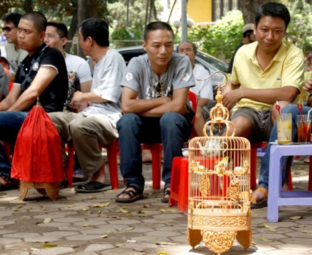 Hiện nay, chim khuyên đang được nhiều người chơi chọn mua. Tuy nhiên, để chọn được chú khuyên ưng ý cũng không phải dễ. Chú khuyên quý phải là những chú khuyên có đầu to, trán rộng, mắt đóng cao (mắt xếch lên trên phía đỉnh đầu). Nên chọn những chim khuyên mỏ vàng, hàm sâu, lông mỏng, ngắn và tơi. Đây là những chú khuyên có khả năng nhanh hót (líu) và líu nhiều.