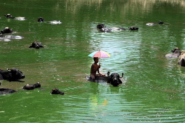 Một cậu bé cầm ô che nắng, trong khi cưỡi trâu tắm mát dưới một hồ nước ở Jammu, Ấn Độ.