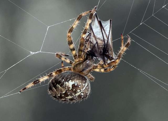 Cận cảnh một con nhện châu Âu ăn thịt muỗi trên lưới của nó ở Lille, Pháp.