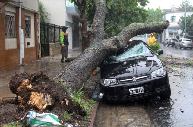 Gió bão khiến cây đổ đè bẹp một chiếc ô tô trên đường phố ở Buenos Aires, Argentina.