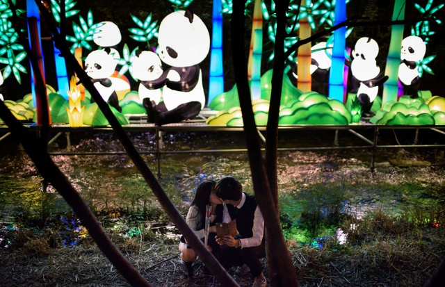 Cặp đôi hôn nhau gần những chiếc đèn lồng hình gấu trúc tại lễ hội đèn lồng ở Seoul, Hàn Quốc.