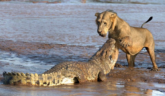 Sư tử và cá sấu hỗn chiến để tranh giành xác một con voi trên bờ sông ở Samburu, Kenya.