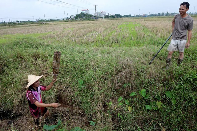 Săn chuột, trai tráng, cánh đồng, nhậu