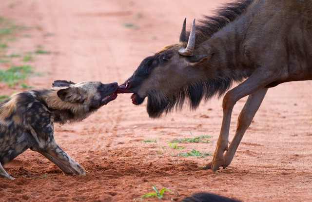 Chó rừng cắn mũi linh dương đầu bò trong một cuộc tấn công ách liệt trong khu bảo tồn động vật hoang dã Madikwe, Nam Phi.