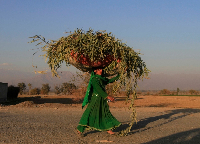 Người phụ nữ đội cỏ trên đầu ở Nangarhar, Afghanistan.