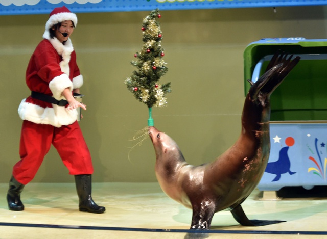 Sư tử biển biểu diễn thăng bằng với cây Giáng sinh trên mũi trông công viên hải dương ở Tokyo, Nhật Bản.