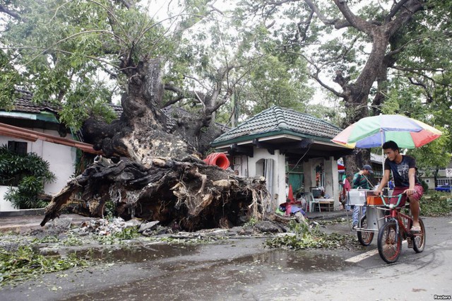 Một người bán kem dạo đạp xe qua cây lớn bị đổ sau khi siêu bão Rammasun quét qua thành phố Batangas, Philippines.