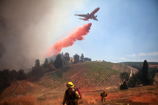Máy bay thả bột chống cháy xuống một cánh đồng nho, khi lính cứu hỏa đang chiến đấu với cháy rừng ở Plymouth, California, Mỹ.
