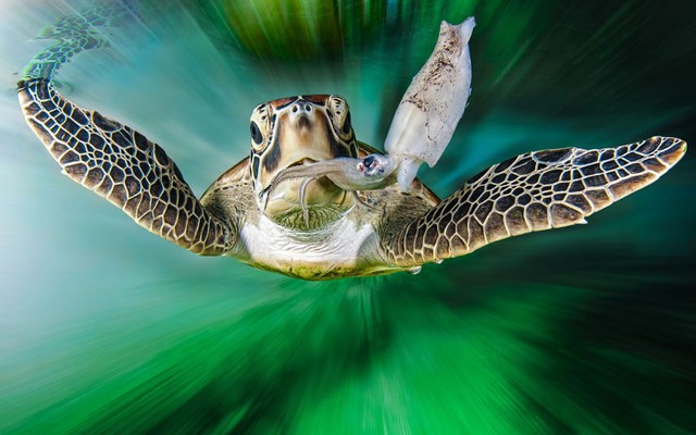 Rùa biển săn đuổi một con mực. Cảnh tượng được nhiếp ảnh gia người Đức Mathieu Foulquie ghi lại tại Rạn san hô Great Barrier, Australia.