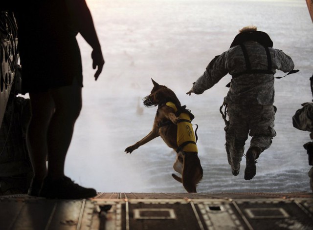 Những chú chó gắn bó với người lính từ lúc luyện tập...