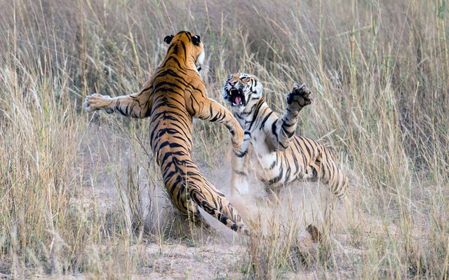 Hai con hổ quyết chiến tranh giành lãnh thổ trong vườn quốc gia Bandhavgarh, Madhya Pradesh, Ấn Độ.