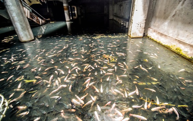 Hàng trăm con cá sông trong trung tâm thương mại New World bị ngập nước sau nhiêu năm bỏ hoang ở thủ đô Bankok, Thái Lan.
