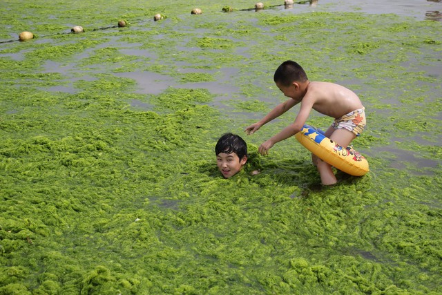 Trẻ em chơi với tảo xanh phủ kín bãi biển ở thành phố Thanh Đảo, Trung Quốc.