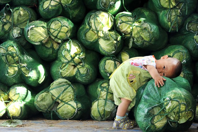 Bé trai gục đầu trên một bao tải cải bắp tại chợ bán buôn rau quả ở thành phố Tế Nam, tỉnh Sơn Đông, Trung Quốc.
