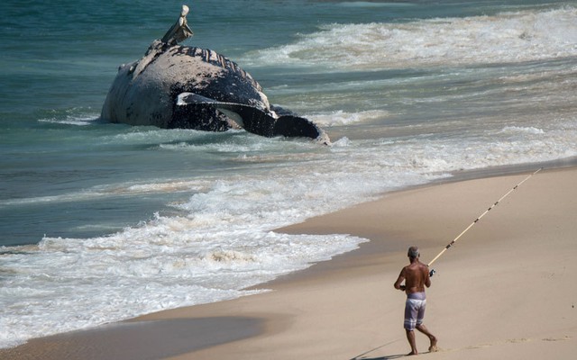Người đàn ông câu cá gần xác cá voi lưng gù dạt vào bãi biển Macumba  ở Rio de Janeiro, Brazil.