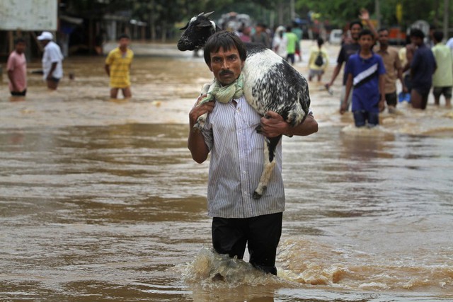 Người dân vác dê qua đường ngập lụt ở Assam, Ấn Độ.