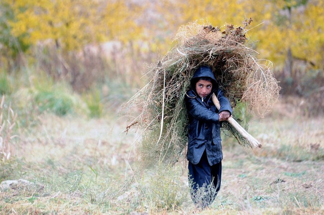 Một cậu bé đi kiếm củi khi thời tiết chuẩn bị chuyển sang mùa đông ở ngoại ô Mazar-e-Sharif, Afghanistan.