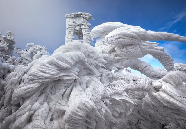 Cây thông bị bao phủ bởi tuyết và băng tại vùng núi ở Slovenia.