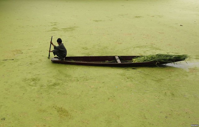 Một cậu bé chèo thuyền dọc hồ Anchar phủ đầy tảo xanh ở Srinagar, Ấn Độ.