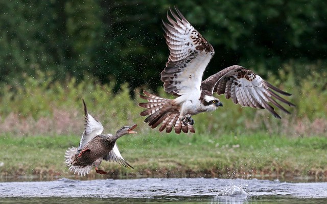 Vịt tức giận xua đuổi chim ưng. Cảnh tượng được nhiếp ảnh gia Jo McIntyre ghi lại tại một hồ nước gần Aviemore, Scotland.