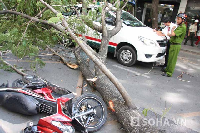 Cây cổ thụ bên đường giữa trung tâm Sài Gòn bất ngờ đổ ngã đè trúng người điều khiển xe máy bị thương phải vào viện cấp cứu