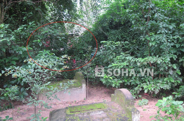 Ngôi nhà của bà Huệ là trong 1 lùm cây um tùm giữa khu nghĩa trang của xóm. Xung quanh chỉ toàn là những ngôi mộ và cây cối.